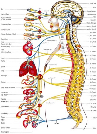 Autonomic Nervous System.