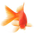 Chi goldfish.