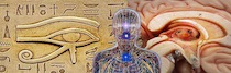 Pineal
                        Gland
