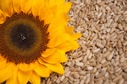 sunflower
seeds