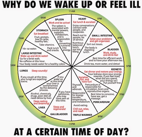 Circadian Rhythm Chart Organs