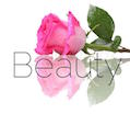 beauty-rose