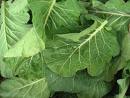 Spinach.