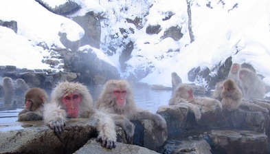 Hot Springs
                            Japan.