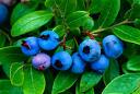 Bluberries.