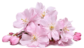 spring
                        sale