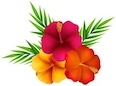 SOQI Hawaii